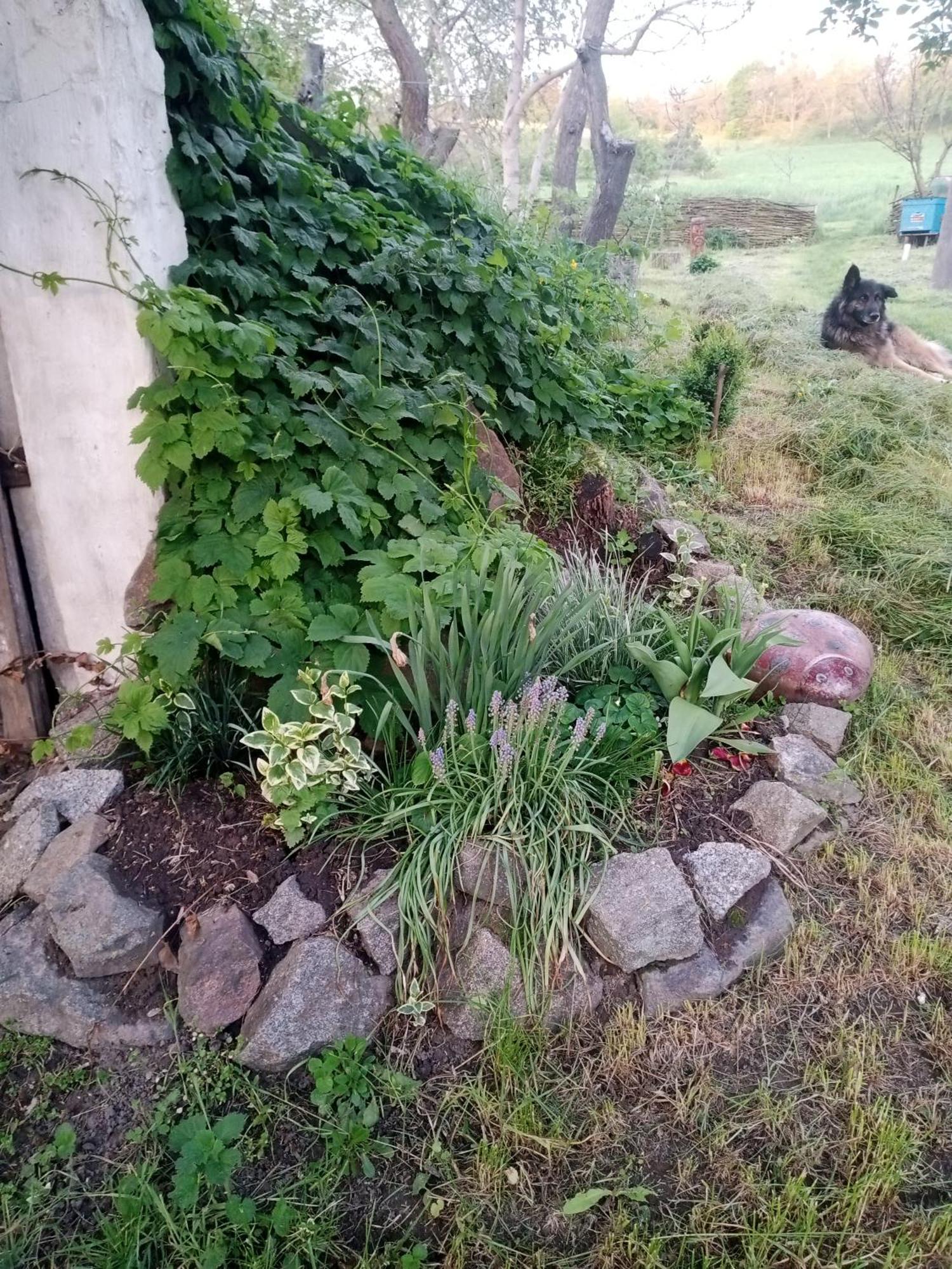 Дибинецькі Карпати Dybintsy Exterior foto
