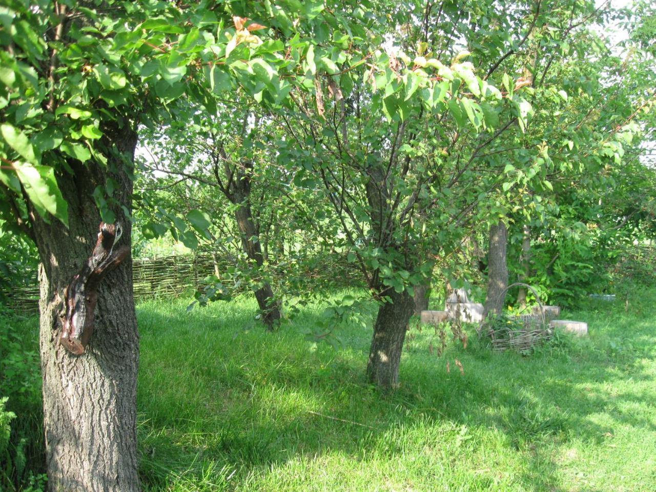 Дибинецькі Карпати Dybintsy Exterior foto